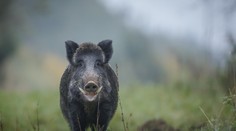 Divočák zaútočil na myslivce: "Byl to šok, nestihl jsem uhnout!"