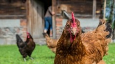 Slepice dobrodruh. Na podvozku auta ujela velký kus cesty
