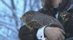 Zima nekončí, předpověděl svišť Phil! Tradiční akt sledovali lidé online