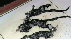 Hlava kočky, tělo potkana: Ve spíži našli hrůzostrašné kreatury!