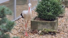Čáp, který našel recept na dlouhověkost: Gertrúda žije už třikrát déle než ostatní