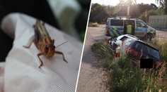 Na řidiče za jízdy zaútočila sarančata. Vystrašený strhl volant a havaroval