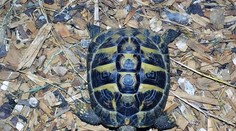 Kuriozní víkend strážníků: Ulovili želvu na fotbalu i nohu! GALERIE