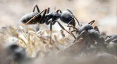 Střední Evropou se rychle šíří agresivní mravenci. Nedokážeme se jich zbavit, říká odborník