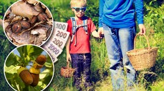 Je málo bukvic a žaludů. Jejich sběrem si můžete přivydělat i vy!