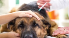 Očkování proti covidu se může týkat i domácích zvířat. Vědci řekli, co hrozí!