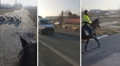 Stádo ovcí na pražské ulici naháněli policisté na koních!