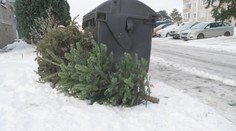 S koncem Vánoc končí i vánoční stromečky. Často míří k popelnicím nebo do sběru