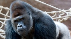 Covid v pražské ZOO! Pozitivní je gorilí miláček Richard i další zvířata