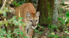Na ženu v Kanadě vyběhla puma, ta ji zahnala opravdu originálně!