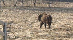 Zubři se vrátili do lesů u Lipna. Snad založí stádo, doufají zoologové