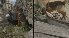 Pes Kaos zachraňoval lidi po zemětřesení. Někdo ho otrávil!