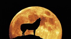 Kukuřičný úplněk přichází! Přináší s sebou období plné změn