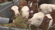 Maso a mléko možná kvůli slintavce zdraží. Ceny by vzrostly na několik let