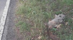V příkopu našli houbaři zraněného vlka. Čeká ho operace kyčle