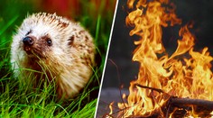 Při pálení čarodějnic dejte pozor. V hromadách dřeva mohou bydlet ježci