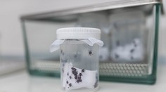 Průlom v léčbě boreliózy. Čeští vědci mají účinnou vakcínu na dosah