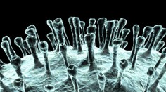 SMRTÍCÍ VIRUS MERS: Jak ho poznáte a jak se bránit? RADY