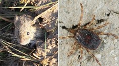 Vědci se bojí extrémního nárůstu nemocí od klíšťat, můžou za to myši