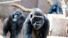 Moja slaví deváté narozeniny! Jak se jí daří ve španělské zoo?