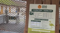Nová opatření v jihlavské zoo kvůli ptačí chřipce. Teď už se týkají i návštěvníků