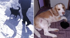 Žena bránila svého psa před útokem, v boji přišla o kus ucha