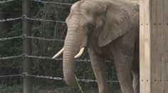 Zoo v Drážďanech se pyšní velkým výběhem pro slony. Láká na stovky zvířat