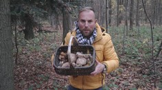 V polovině listopadu na houby? Štáb TV Nova jich našel plný koš