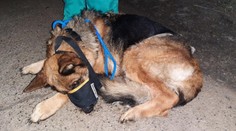 Policie našla majitele zubožené fenky z Vyškovska. Zabavila mu další psy