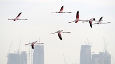 Laguny, mokřady a divoká příroda. Dubaj boří pouštní mýtus