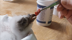 Úspěch liberecké zoo: Vzácný dravec se uhnízdí ve Španělsku