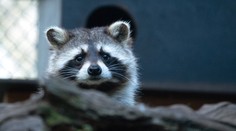 Chováte invazní nepůvodní druh zvířete? Do konce roku jej musíte zaregistrovat