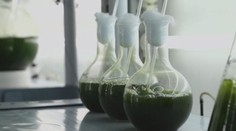 KOŘENÍ: Plankton na talíři
