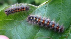 Nebezpečné housenky v Česku! Jejich toxin může zabít i člověka