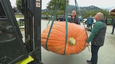 Na Slovinsku padl pěstitelský rekord. Dýni vážící 842 kilo zvedali ještěrkou