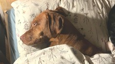 Víte co dělat, když vám pes zkolabuje v přírodě? První pomoc ve dvou krocích