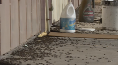 VIDEO: Cvrčci na každém rohu. Otravný hmyz zamořil celé město