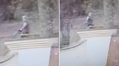 Podezřelý se po útoku psa přihlásil, majitelem není! Dítě je v kritickém stavu