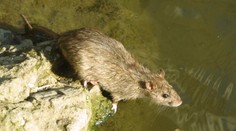 Krysy obsadily přímořské letovisko. Dorůstají do velikosti koček