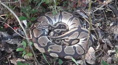 Hrozivý nález v Praze. Na člověka v Modřanech vykoukla krajta