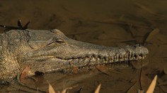 Děsivé setkání: Dánský turista při focení spadl přímo na krokodýla!