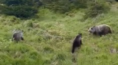 VIDEO: Zuzanu překvapila medvědice s mláďaty. Z pár metrů si je natočila