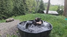 Medvěd si dává lázeň před návratem návštěvníků do zoo