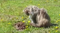 VIDEO: Kočka versus krtek! Neuvěříte, jak tohle setkání dopadlo...