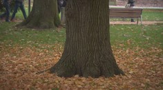 V Poděbradech pokáceli 150 let starý dub. Obyvatelé se bouří
