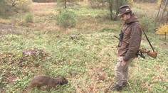 Koronavirus postihl i myslivce, přicházejí o peníze