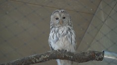 Nová expozice sov v hlubocké zoo. Návštěvníci je mohou sledovat v moderních voliérách