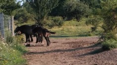 Divocí koně, zubři i pratuři. Unikátní podívaná v milovické rezervaci