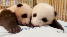 Belgická zoo přišla o tři mláďata pand. Rozloučit se přišly davy lidí
