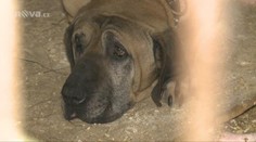 Tohohle psa nikdo nechce! Veterináři ho odmítají utratit